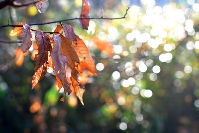 dead-leaves-3011985_1920.jpg